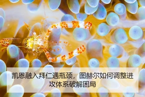 凯恩融入拜仁遇瓶颈，图赫尔如何调整进攻体系破解困局